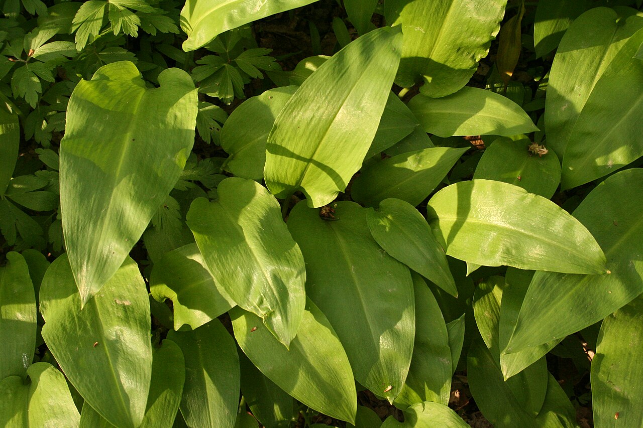 Ail des ours : plantation à l'ombre, culture et récolte