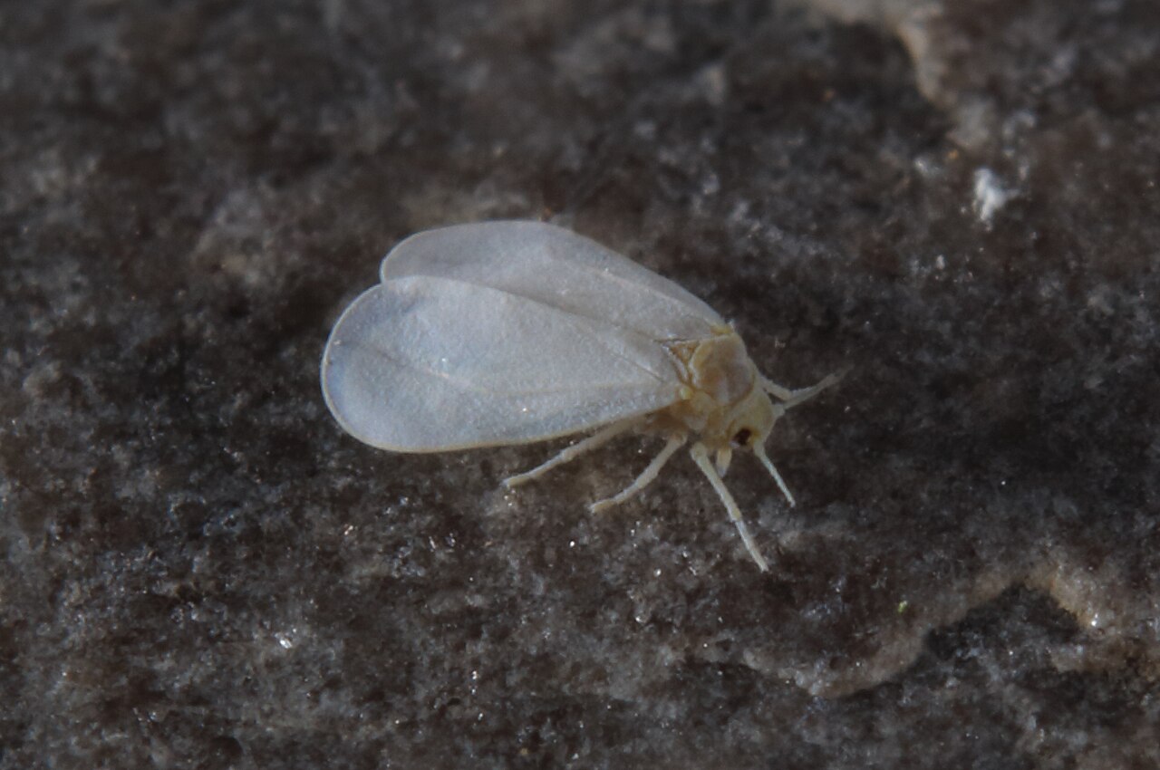 Aleurodes et moucherons blancs : s'en débarrasser en serre
