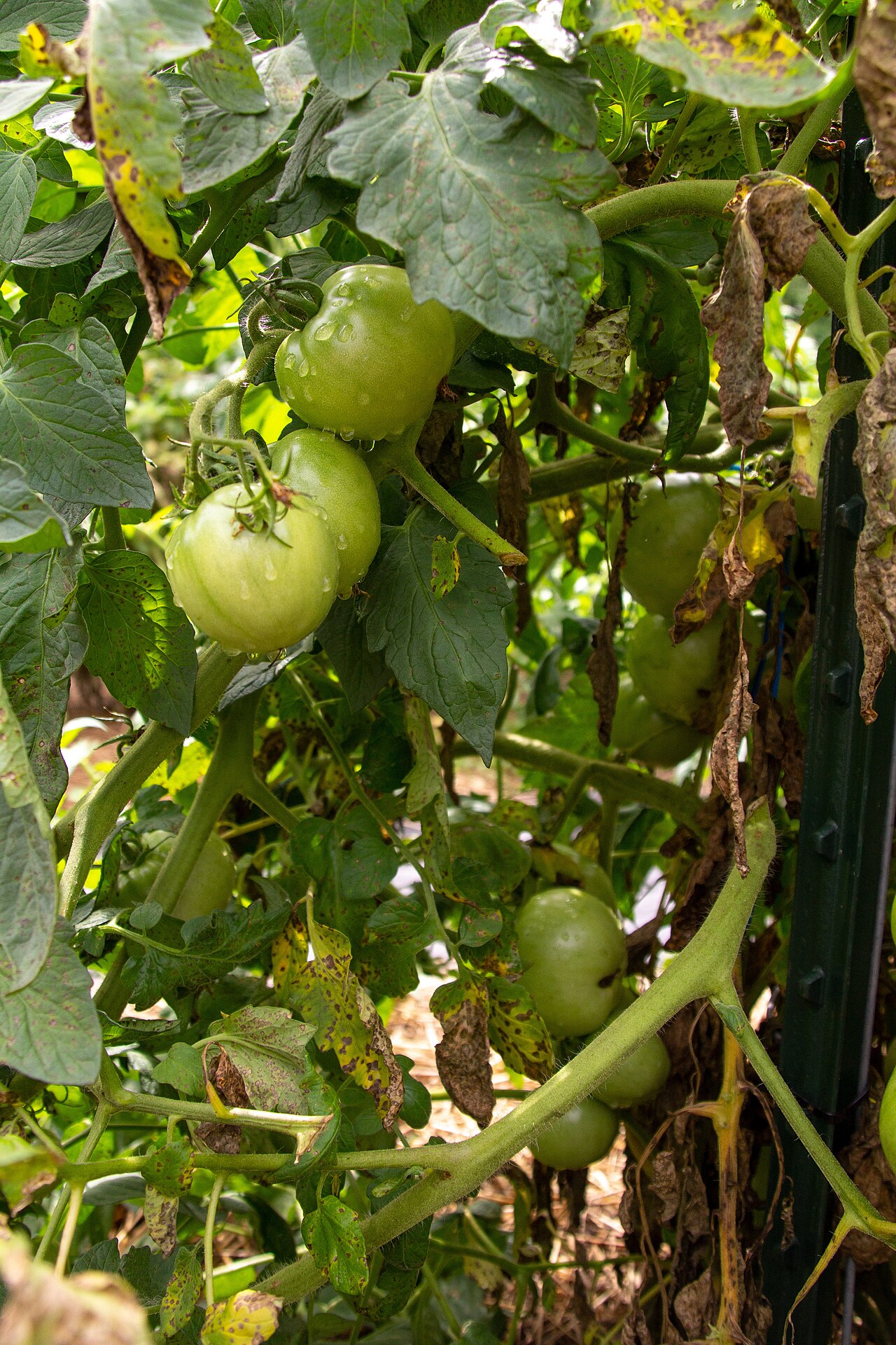 Arroser les tomates : la bonne fréquence au bon moment