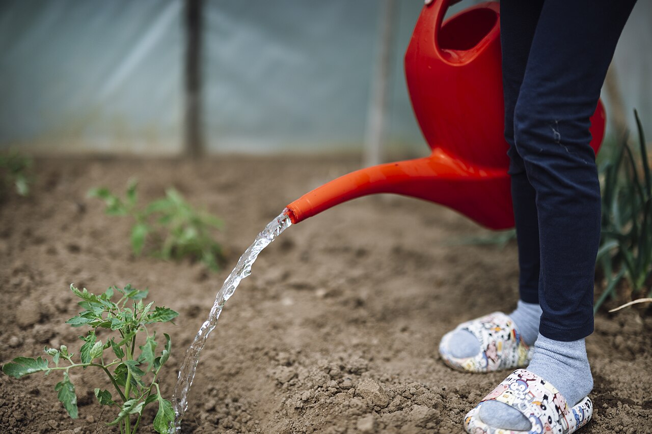 Arroser le potager : moins souvent et au bon moment