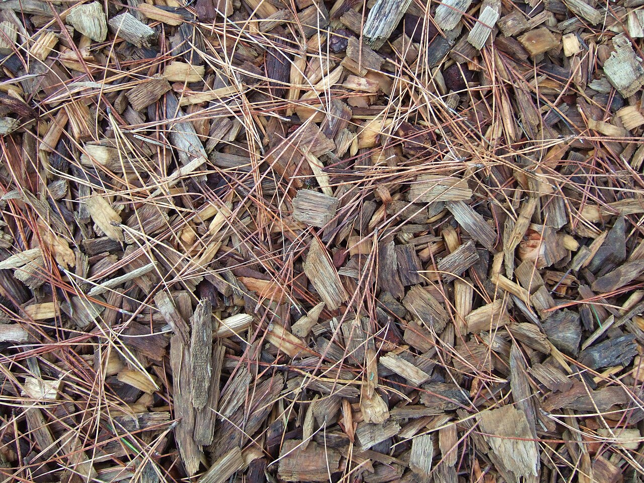 BRF au potager : tout savoir sur le bois raméal fragmenté