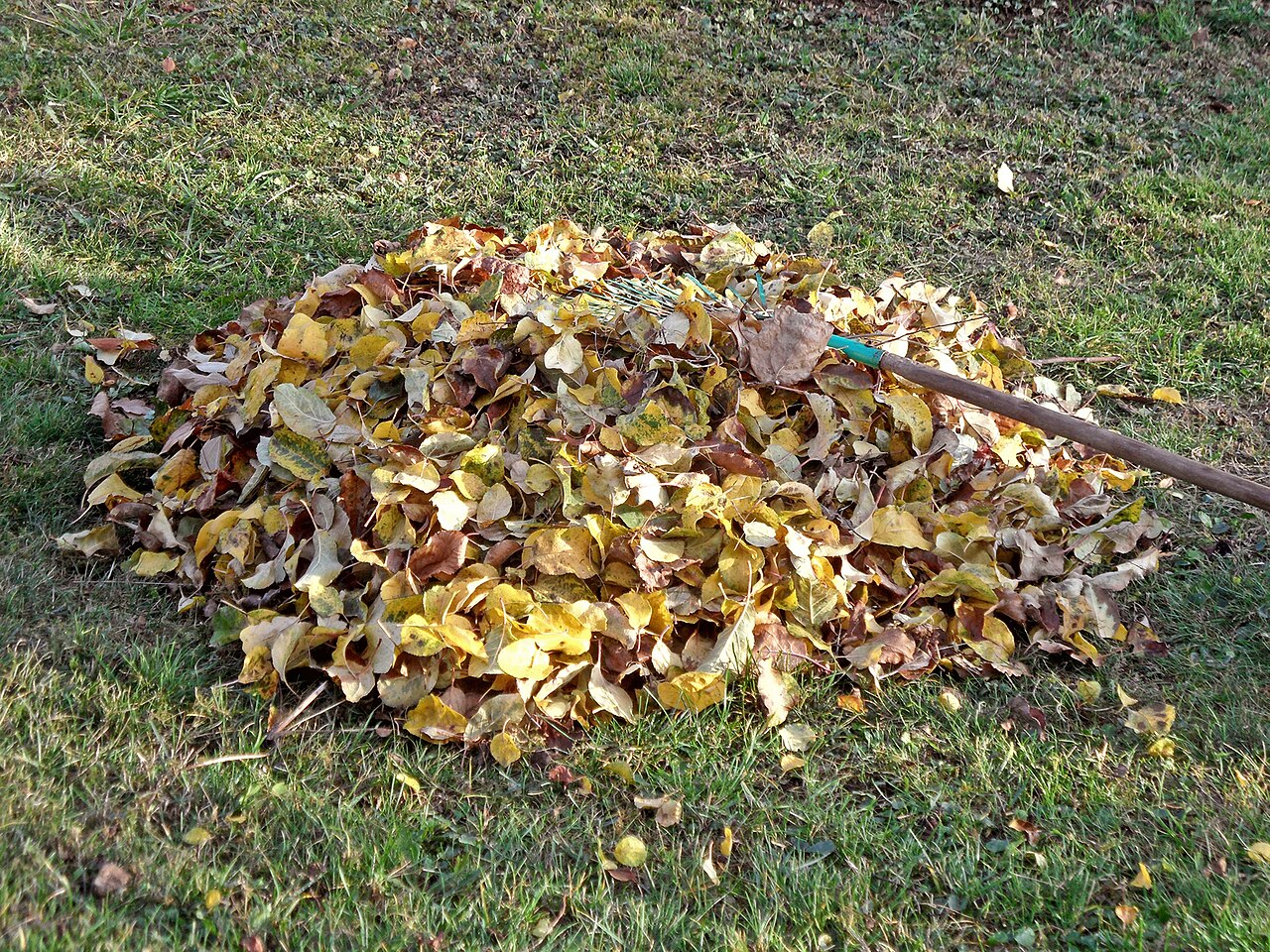 Feuilles mortes au jardin : compost, paillage, terreau