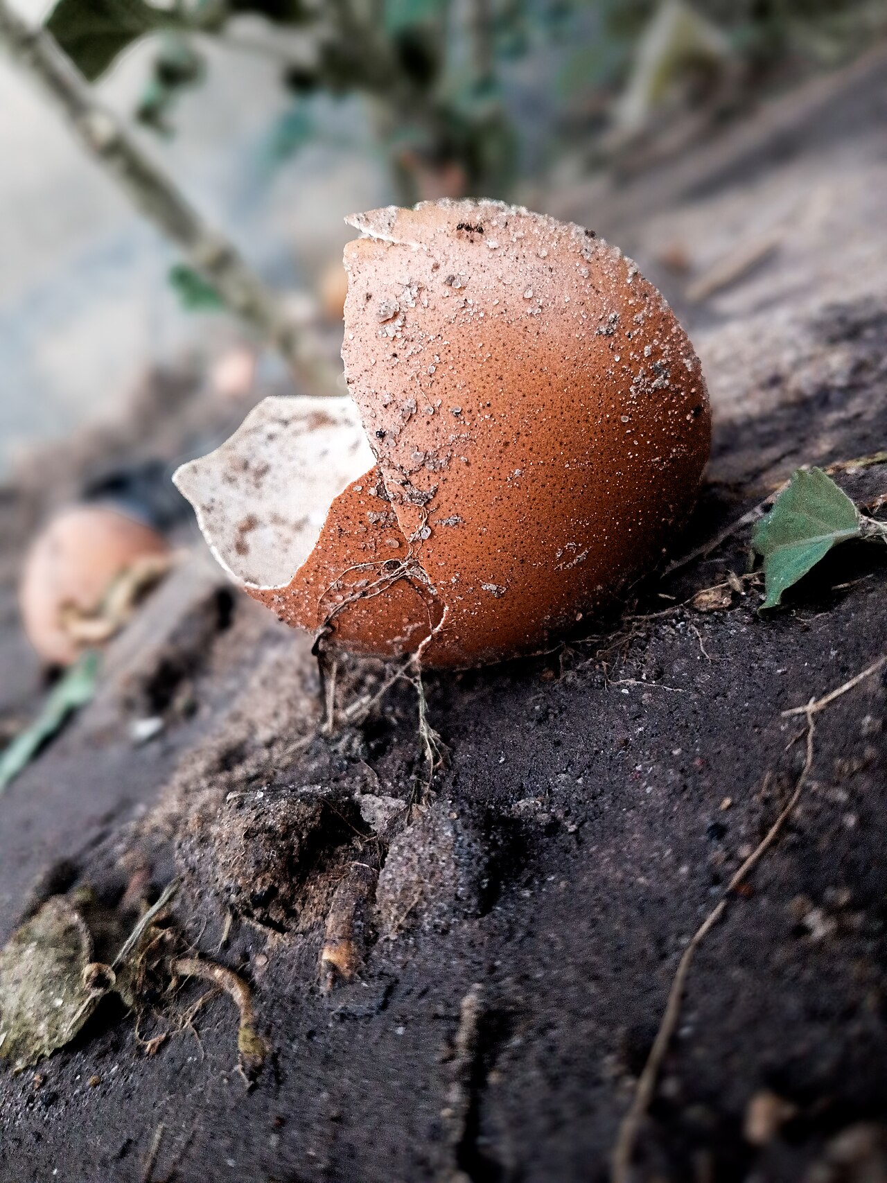 Coquilles d'œufs au potager : calcium et anti-limaces ?