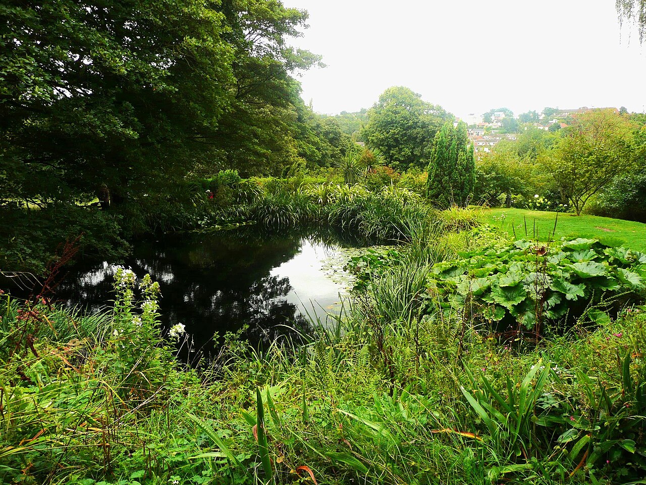 Mare de jardin : paliers, plantes et limaces en moins