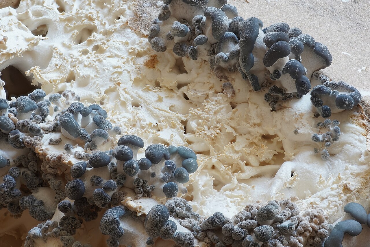 Cultiver des champignons au potager : paille et copeaux
