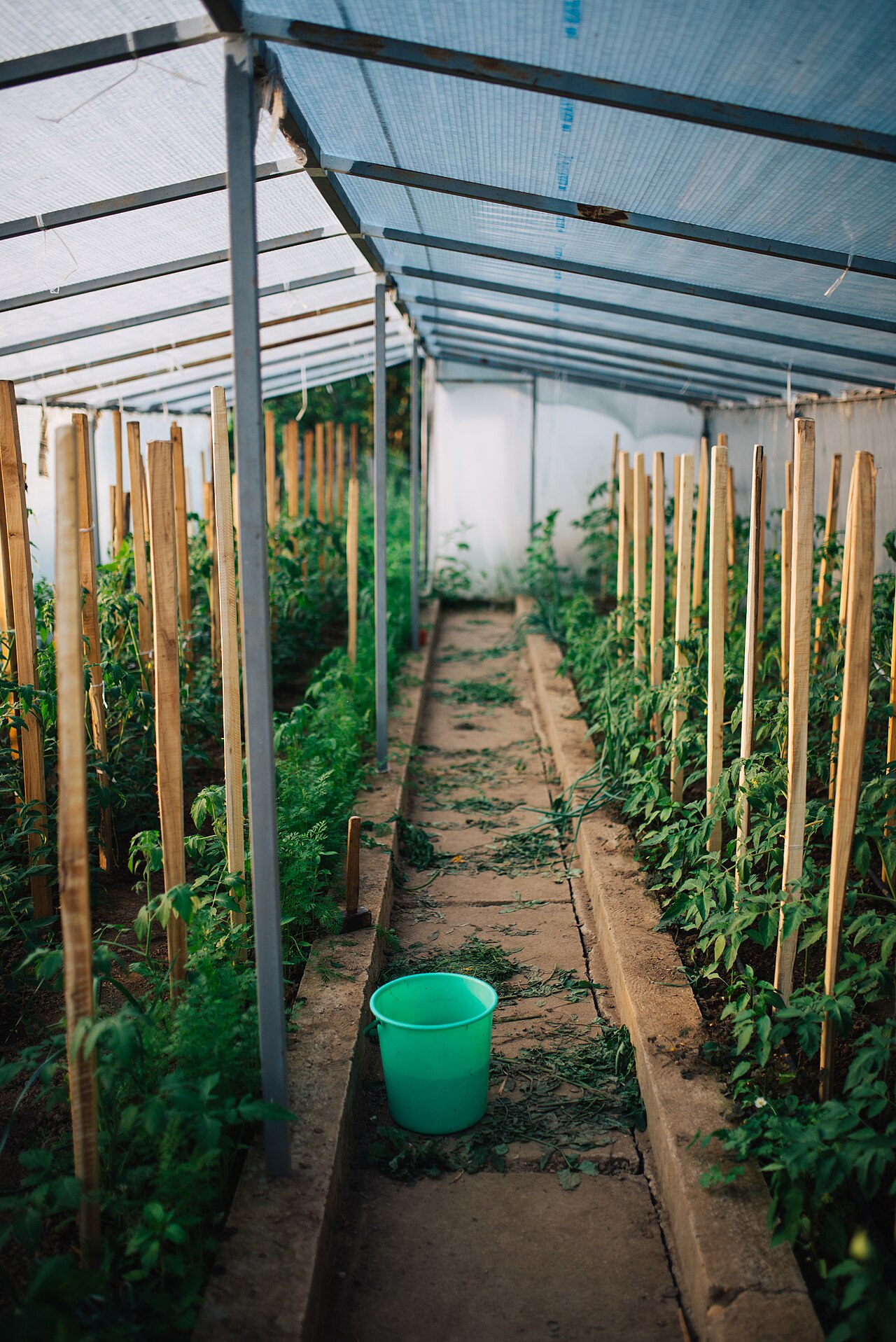 Tomates sous serre : conduite, taille et aération