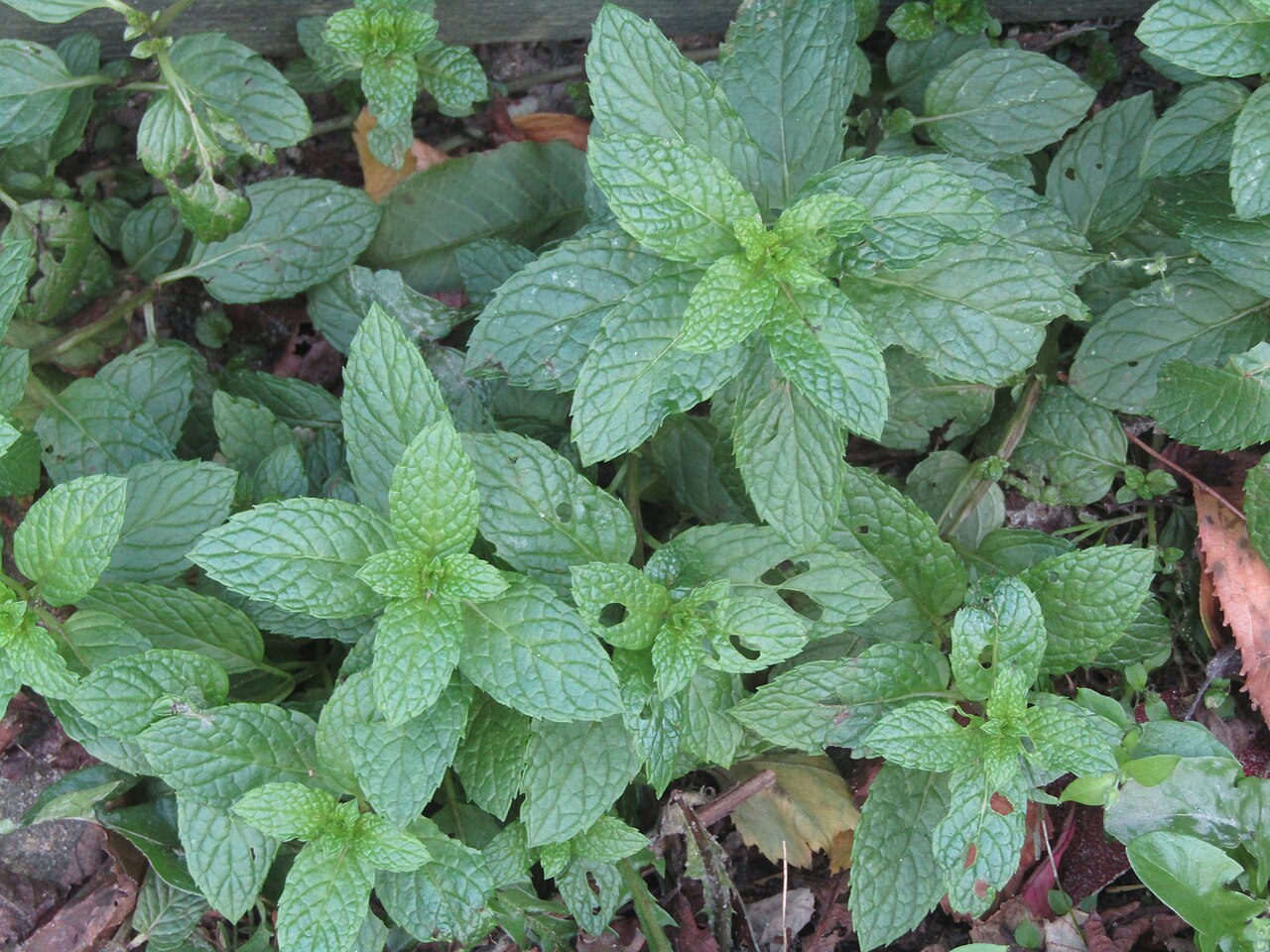 Cultiver la menthe : le pot enterré qui change tout