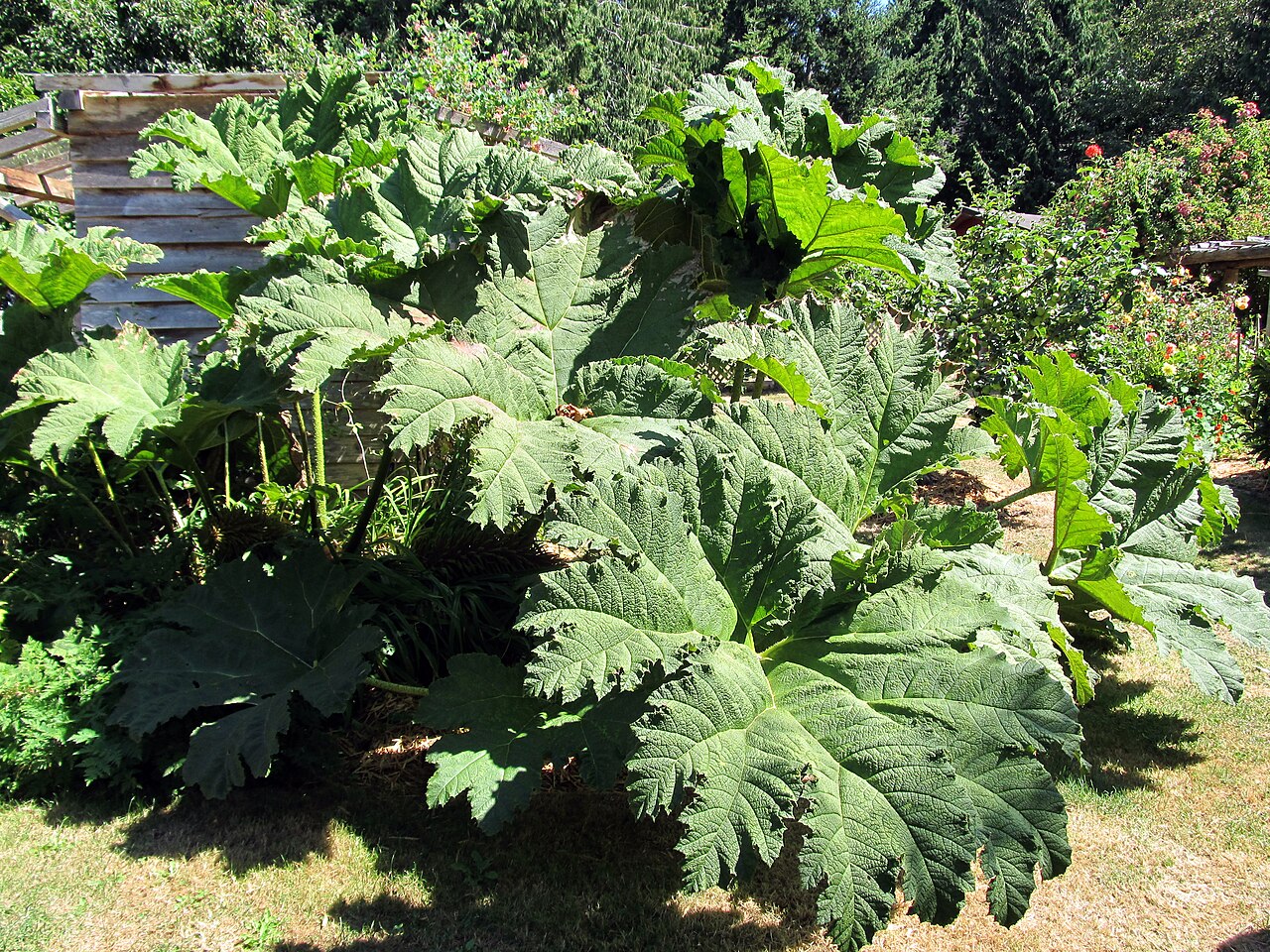 Cultiver la rhubarbe : plantation, division et récolte