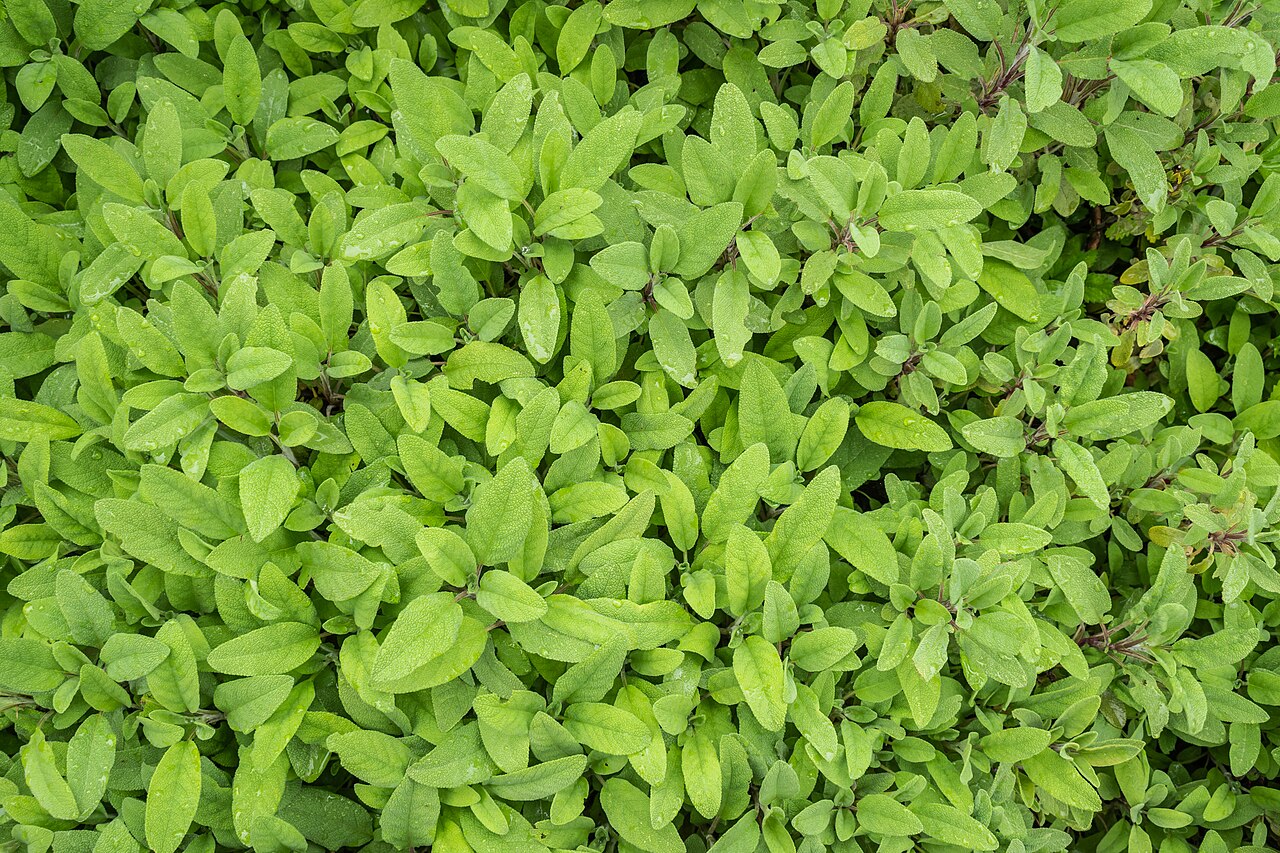 Cultiver la sauge : sol drainé, taille et boutures