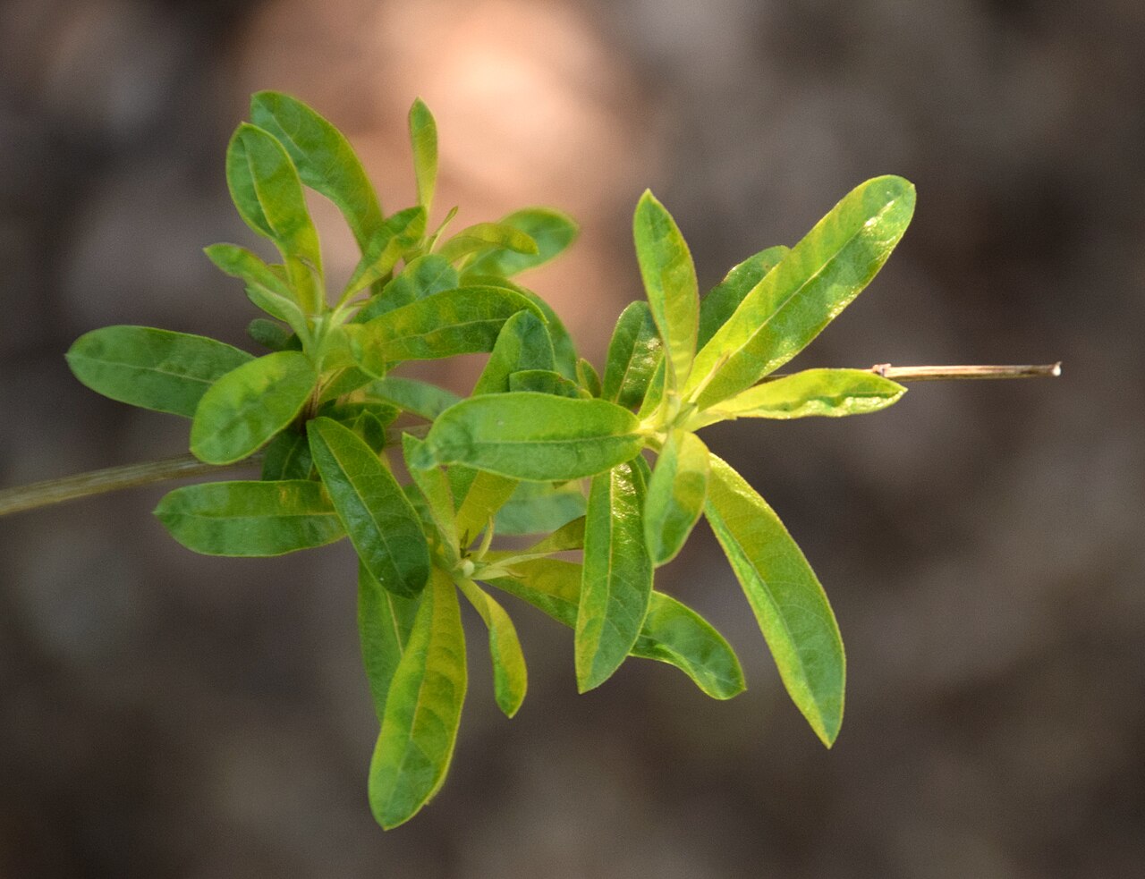 Cultiver la verveine citronnelle : bouture, gel, séchage