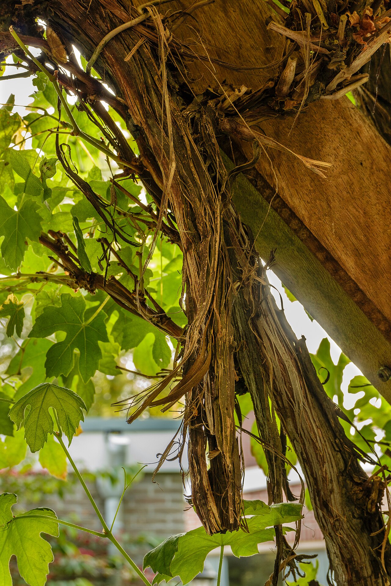 Vigne de table : treille, variétés précoces et taille