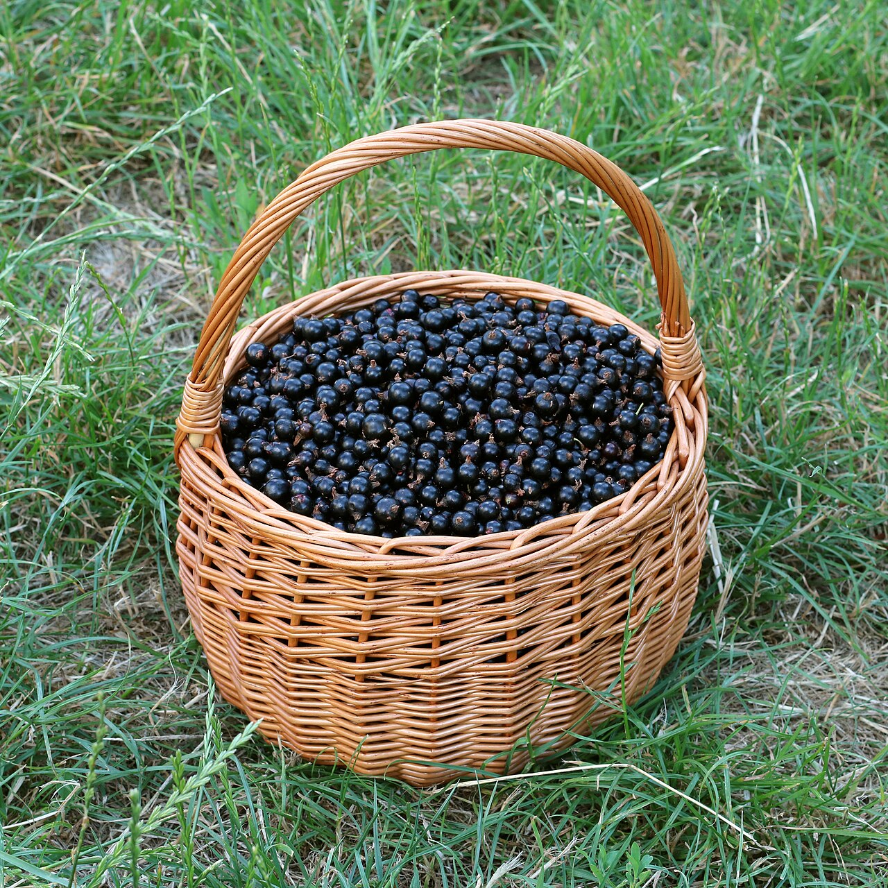 Cultiver le cassissier : plantation, taille et récolte