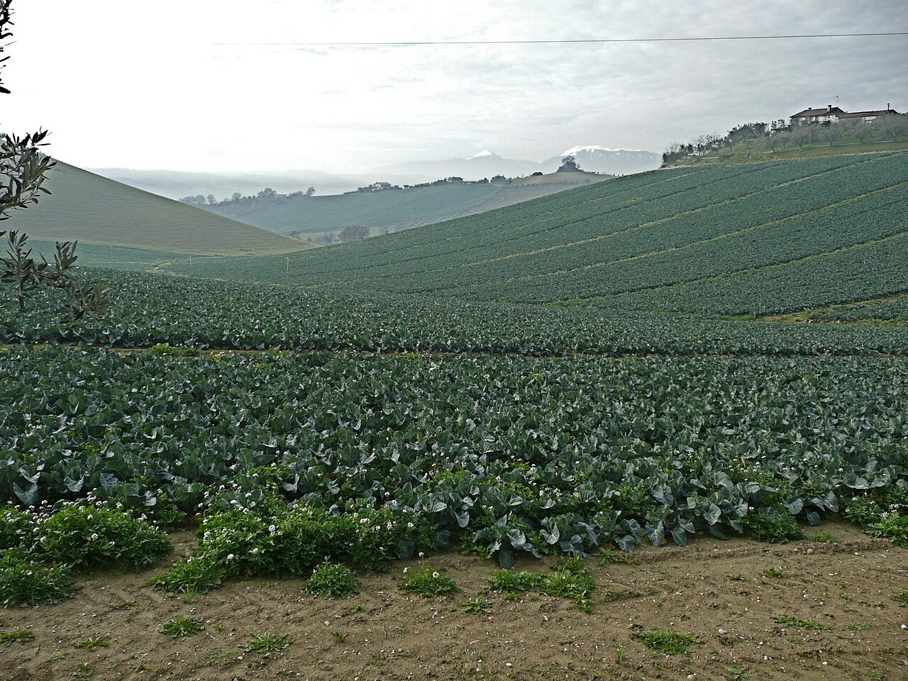 Chou-fleur : semis échelonnés, gel et pomme qui avorte