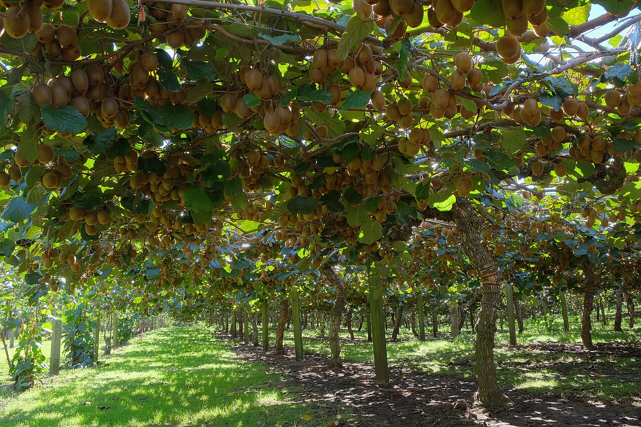 Cultiver le kiwi : mâle, femelle et taille d'hiver