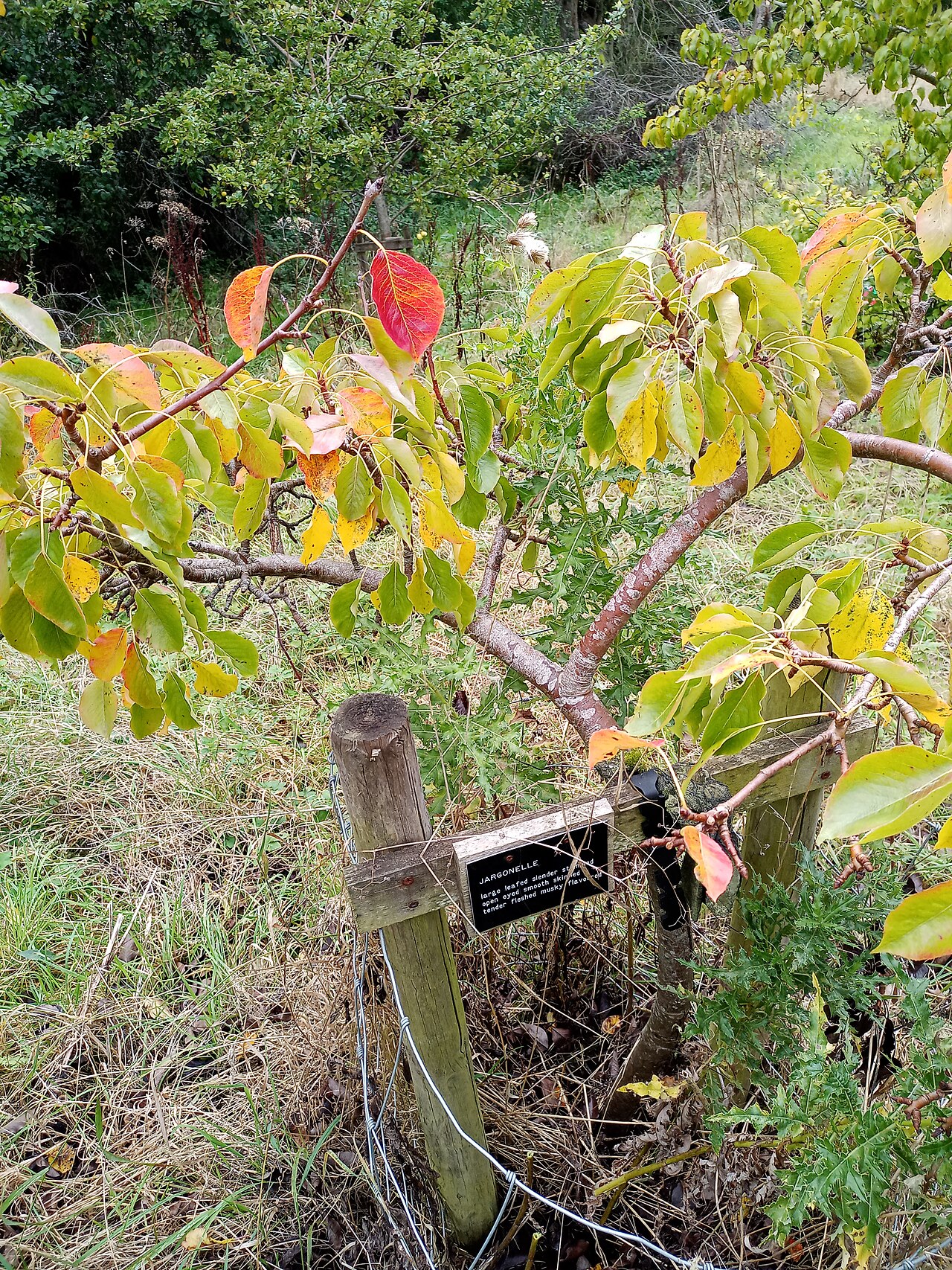 Cultiver le poirier : porte-greffe, pollen et tavelure