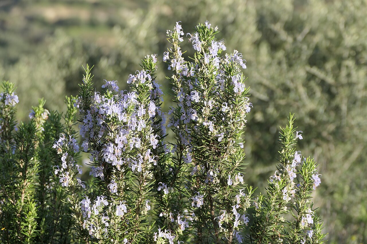 Cultiver le romarin : sol drainé, taille et boutures