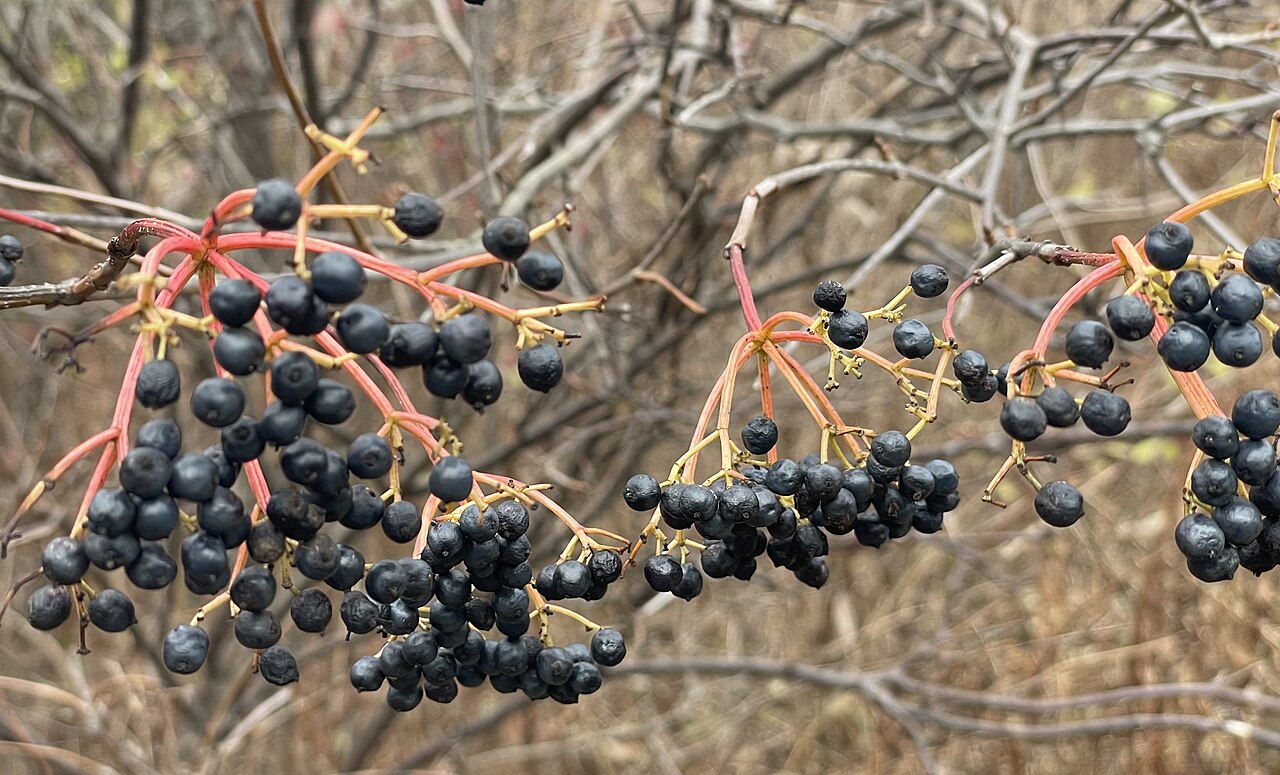 Cultiver le sureau noir : plantation, taille, sirop