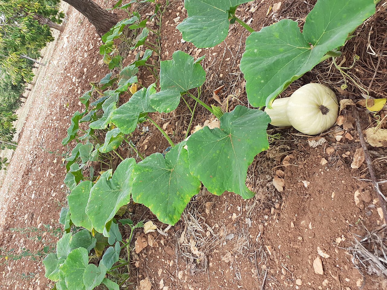 Cultiver les courges : semis, place et pollinisation