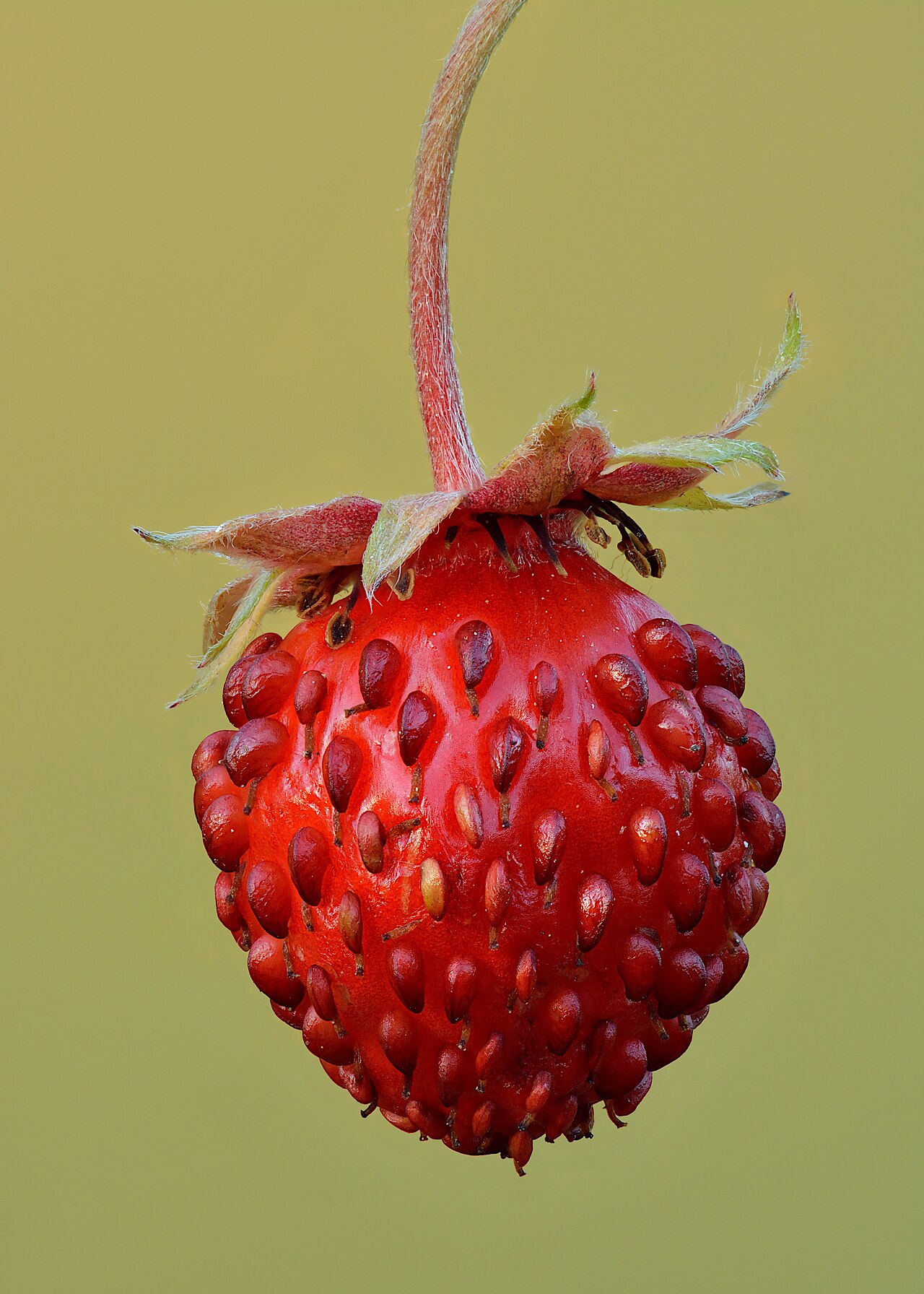 Fraises des bois : semis, stolons et rendement réel
