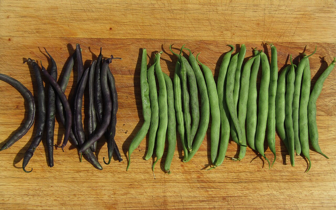 Cultiver les haricots verts : semis, rames et récolte