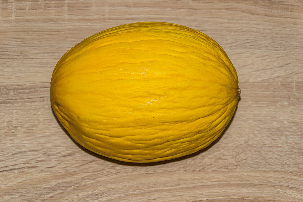 Cultiver le melon : semis, taille et variétés précoces