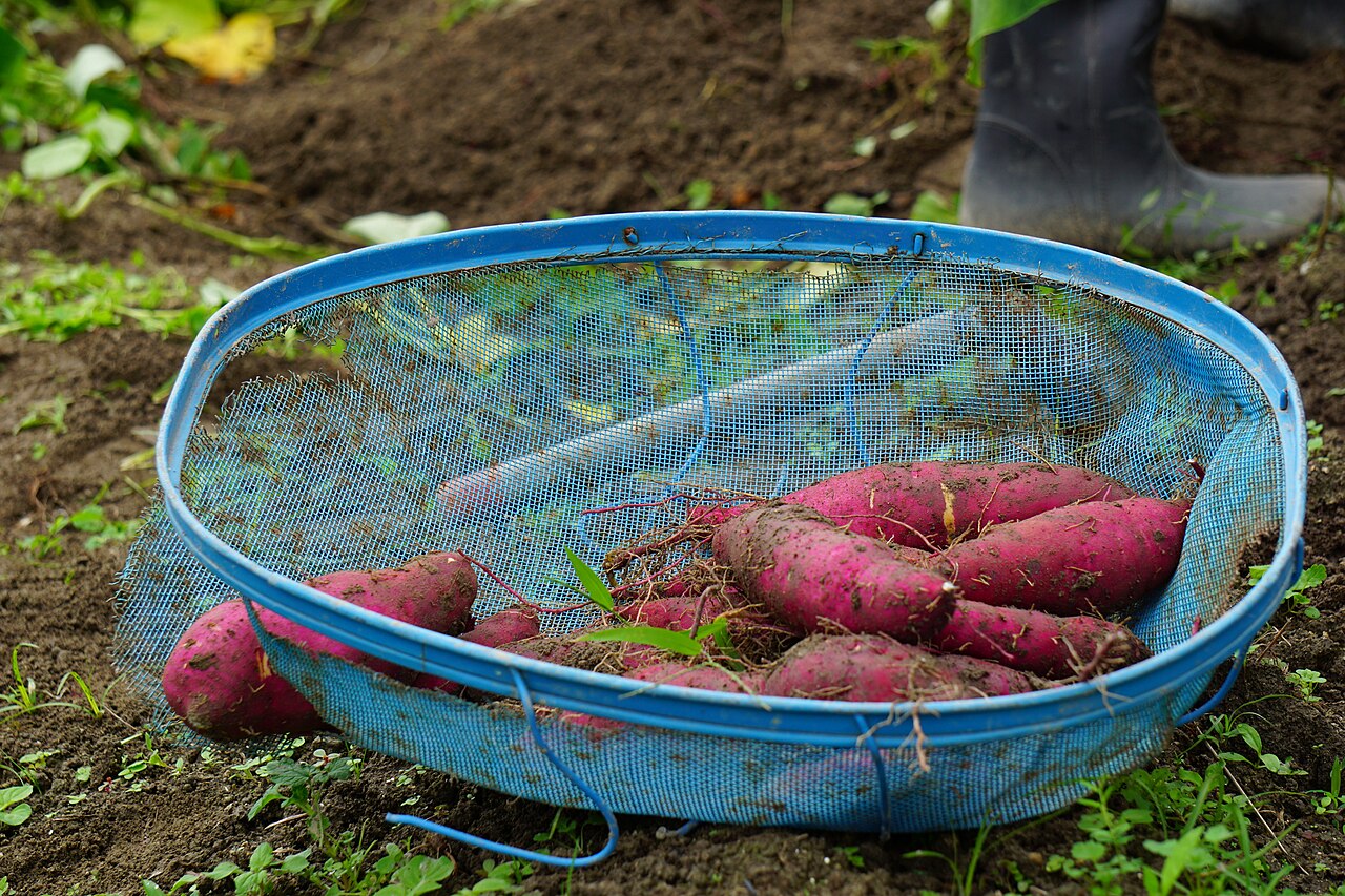 Cultiver la patate douce : plants, chaleur et récolte