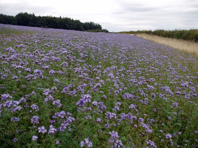 Engrais verts de printemps : phacélie, moutarde, sarrasin