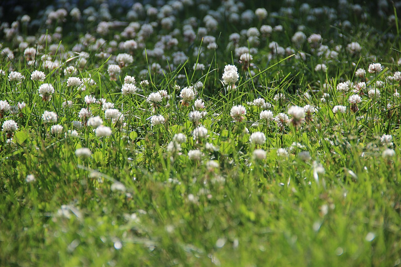 Entretien pelouse naturelle : sans produits, sans gazon