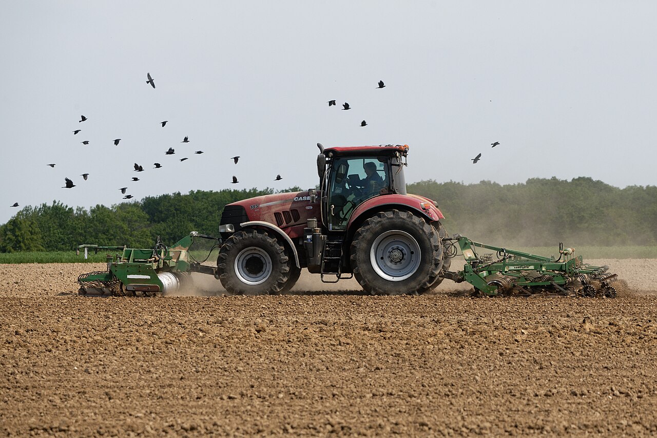 Faux semis : la technique pour moins désherber au potager