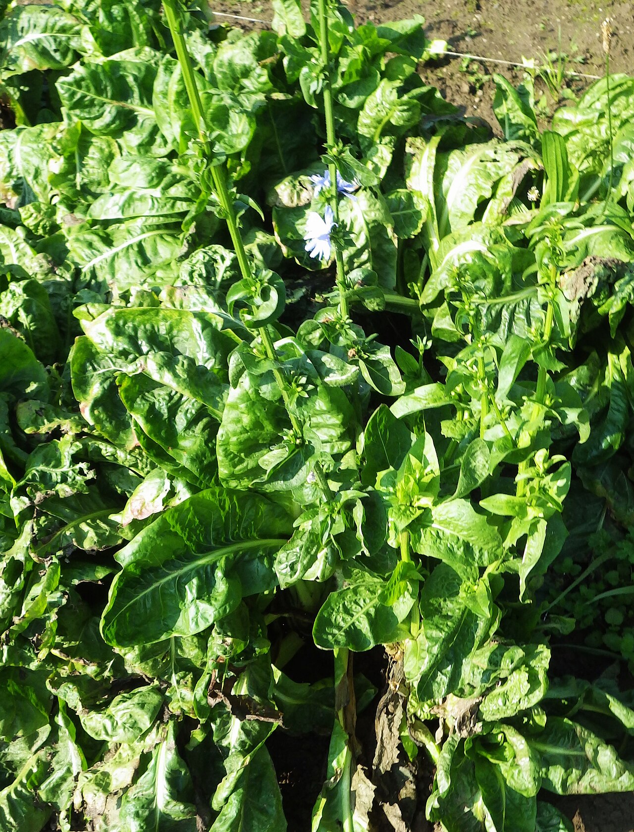 Forcer les endives : récolter des chicons frais tout l'hiver