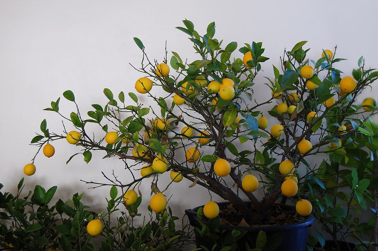 Fruitier en pot : variétés, substrat et hivernage