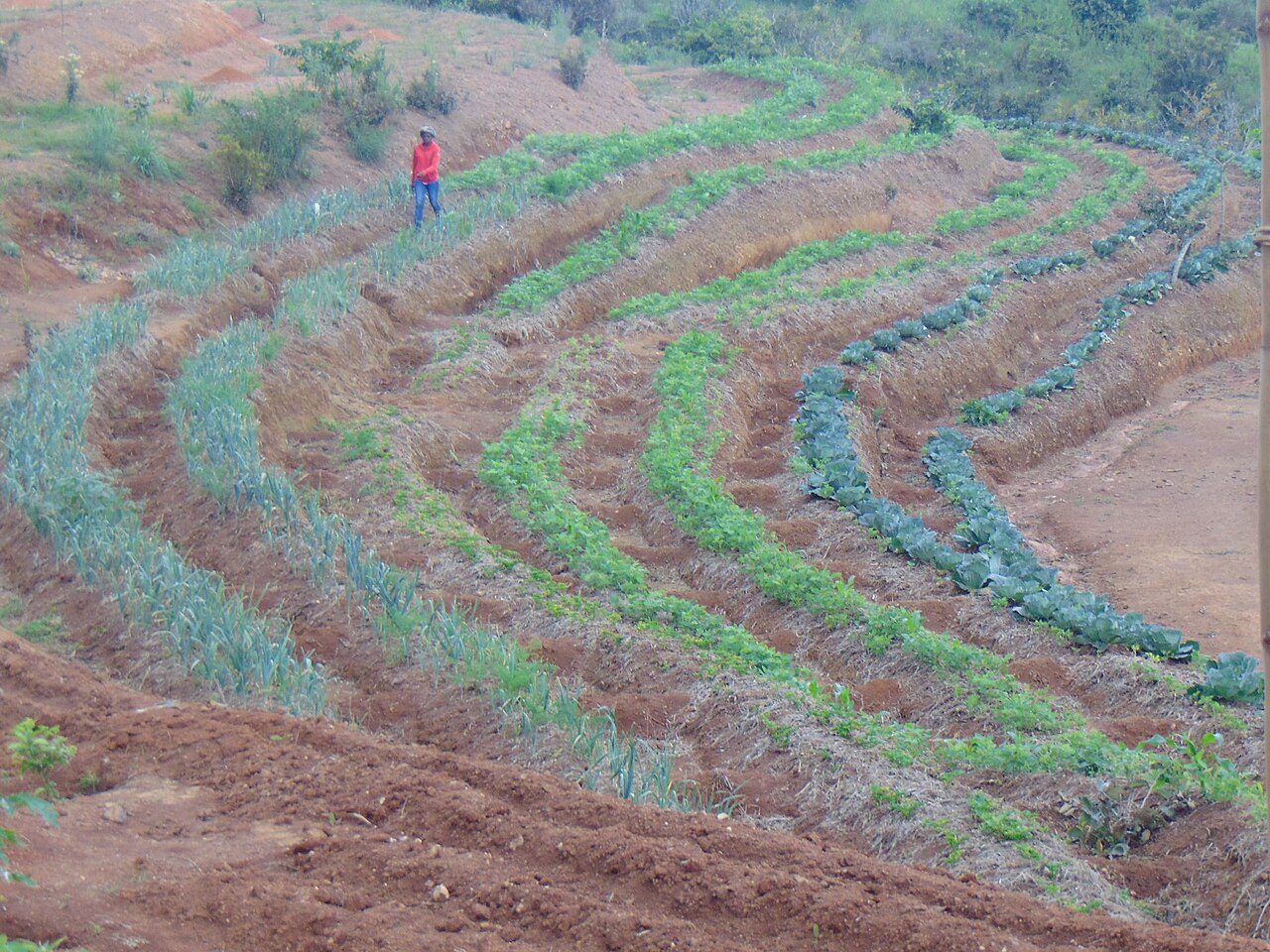 Guide complet : débuter la permaculture potagère