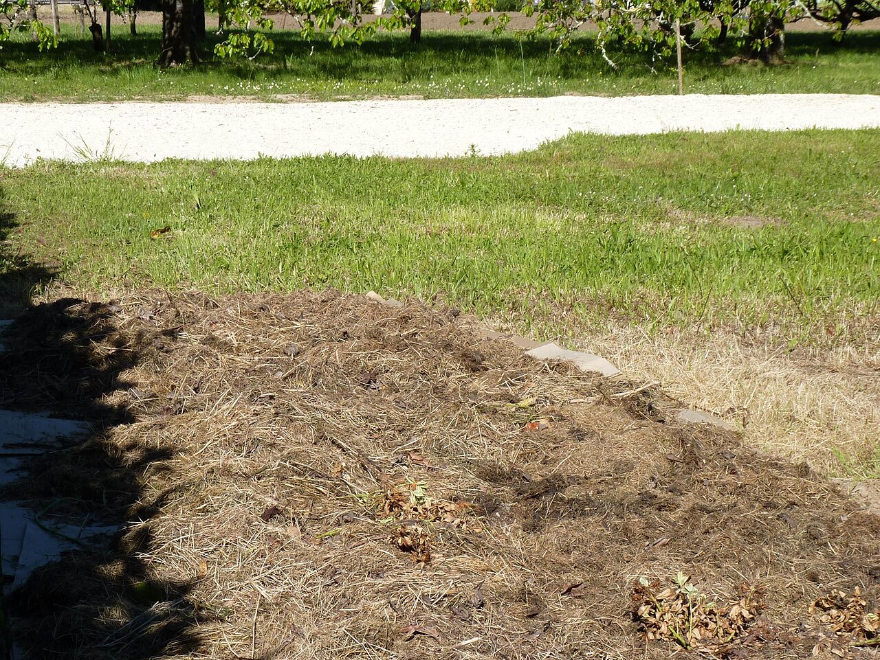 Culture en lasagnes : une butte fertile sans bêcher