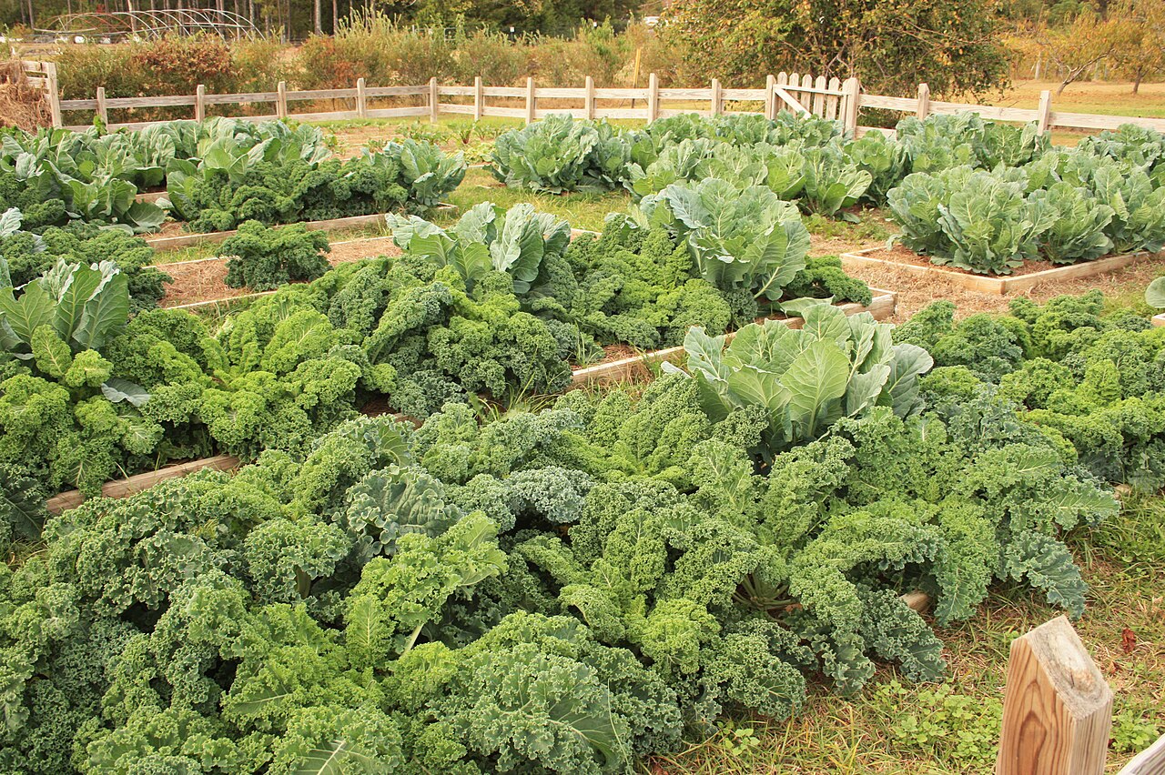 Légumes d'hiver : que semer en août pour récolter cet hiver