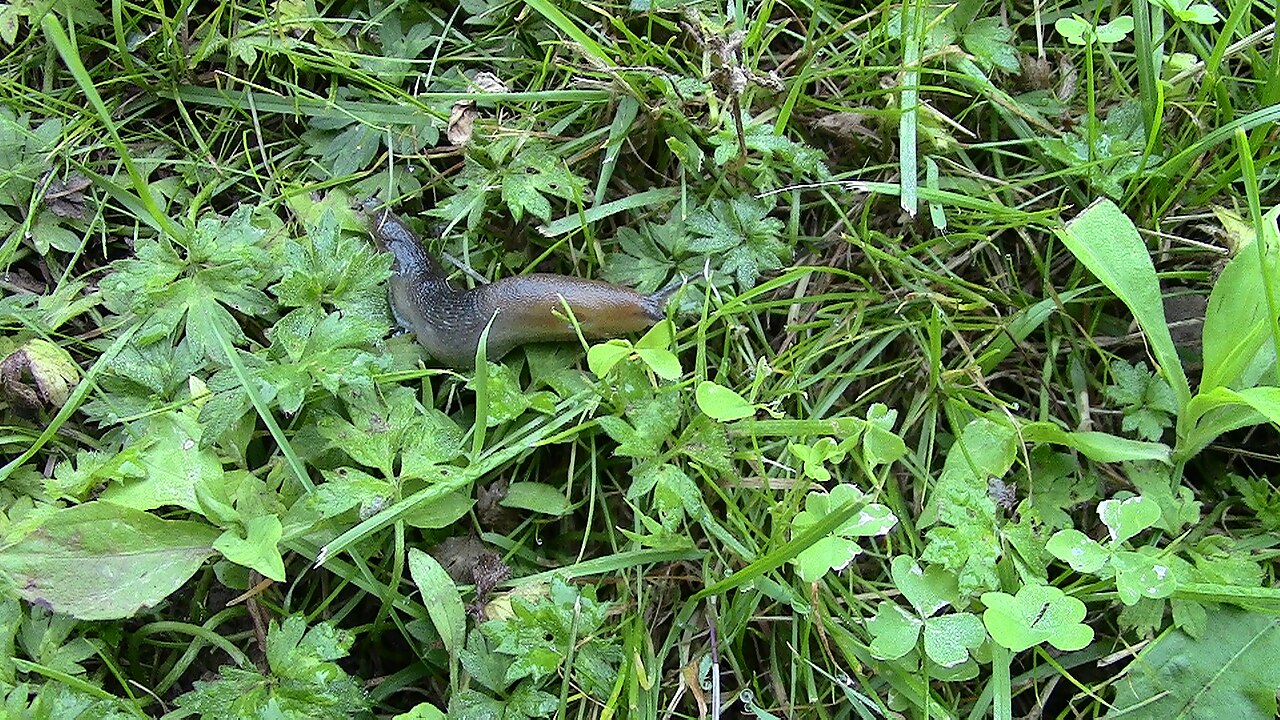 Limaces au potager : 8 méthodes naturelles qui marchent