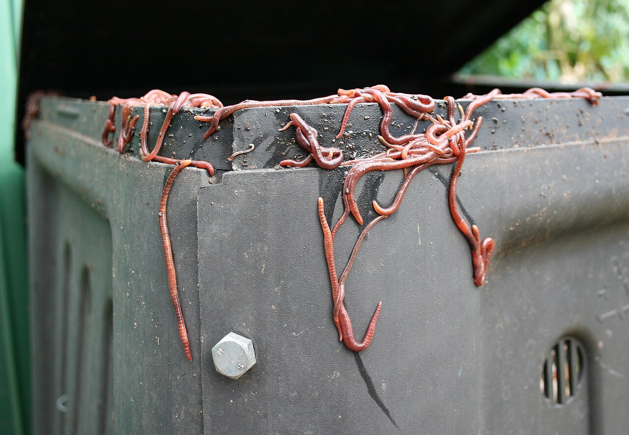 Lombricompost : composter chez soi avec des vers de terre