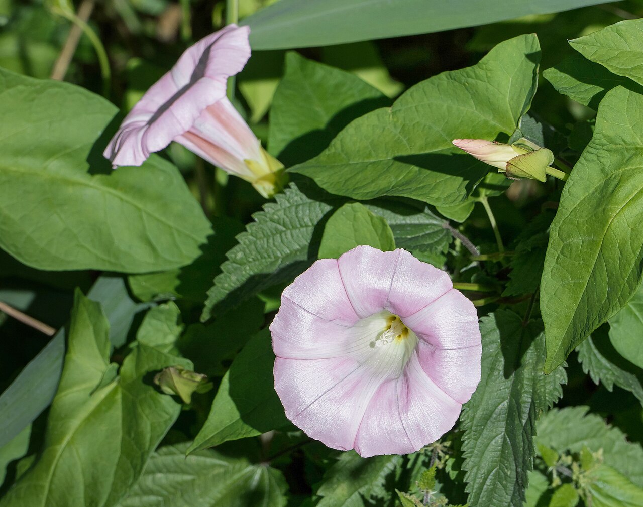 Liseron au potager : pourquoi l'arracher ne suffit pas