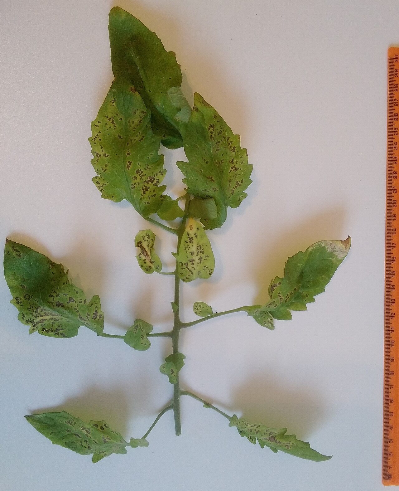 Maladies des tomates : feuilles jaunes, que faire ?