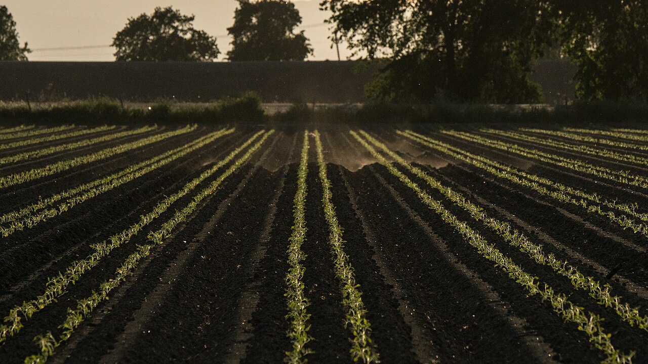 Meilleur kit goutte à goutte pour potager : les critères