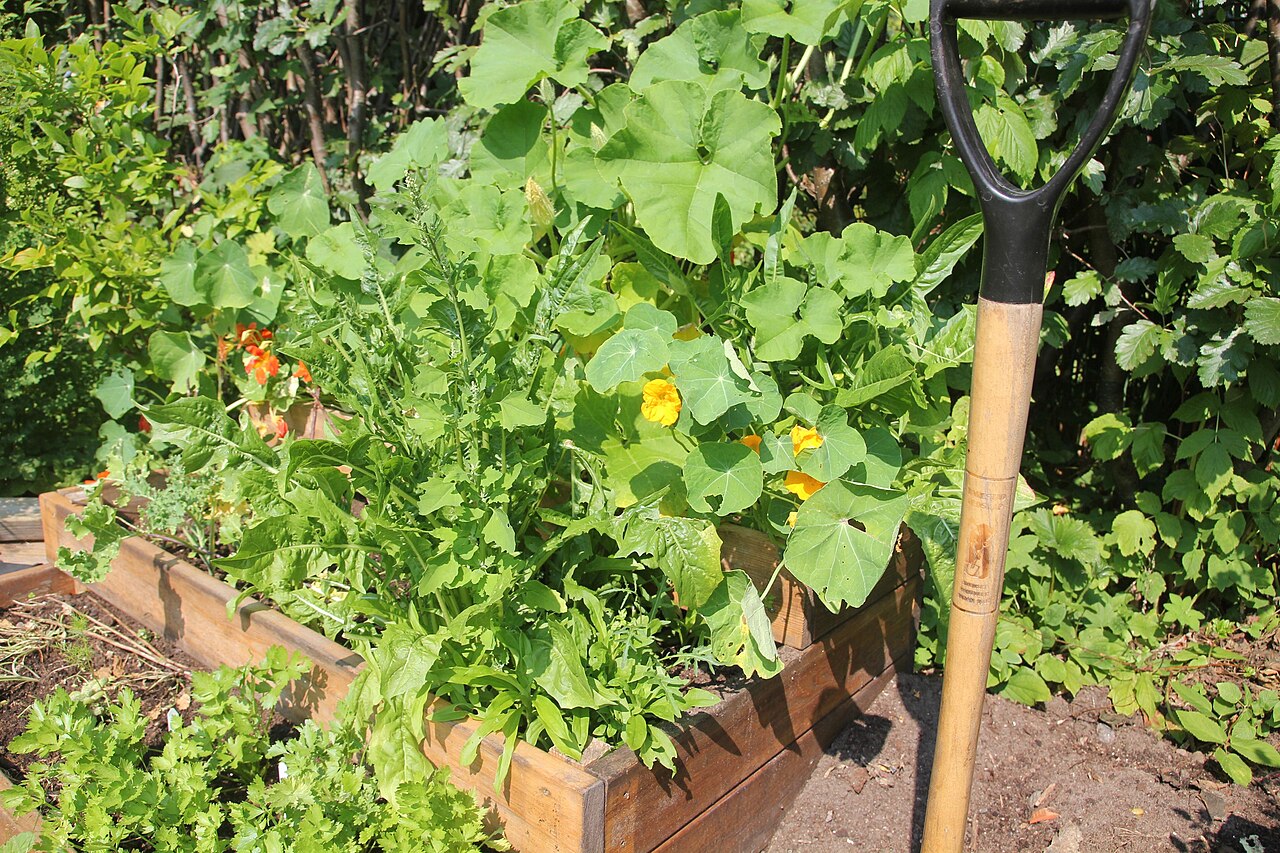Meilleur potager en carré : comparatif des kits 2026