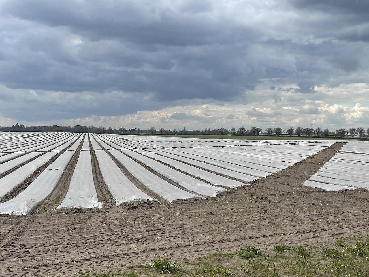 Meilleur voile d'hivernage : P17, P30 ou 60 g/m² ?