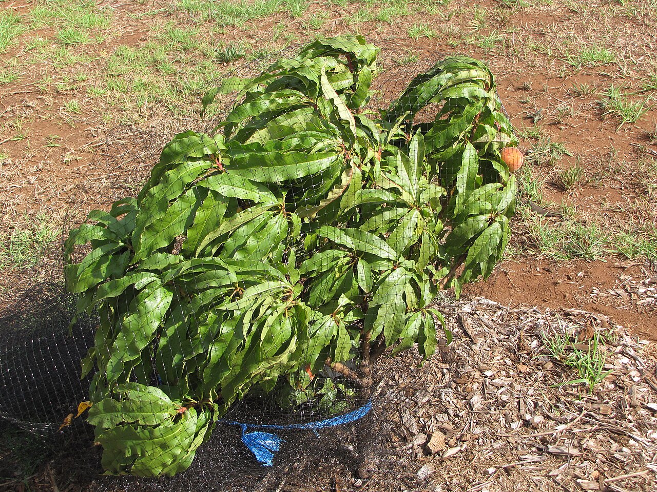 Filet de protection potager : quelle maille pour quoi ?