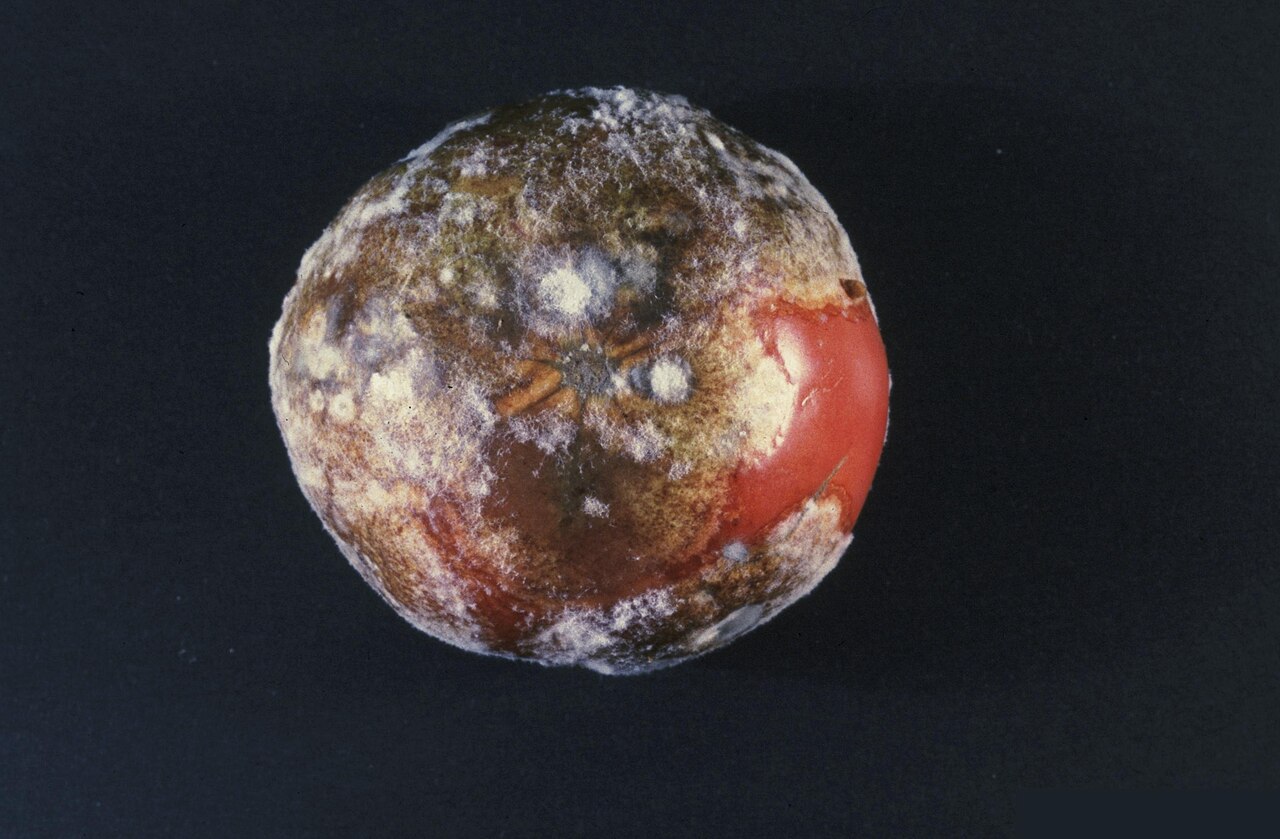 Mildiou de la tomate : prévention et traitement au potager