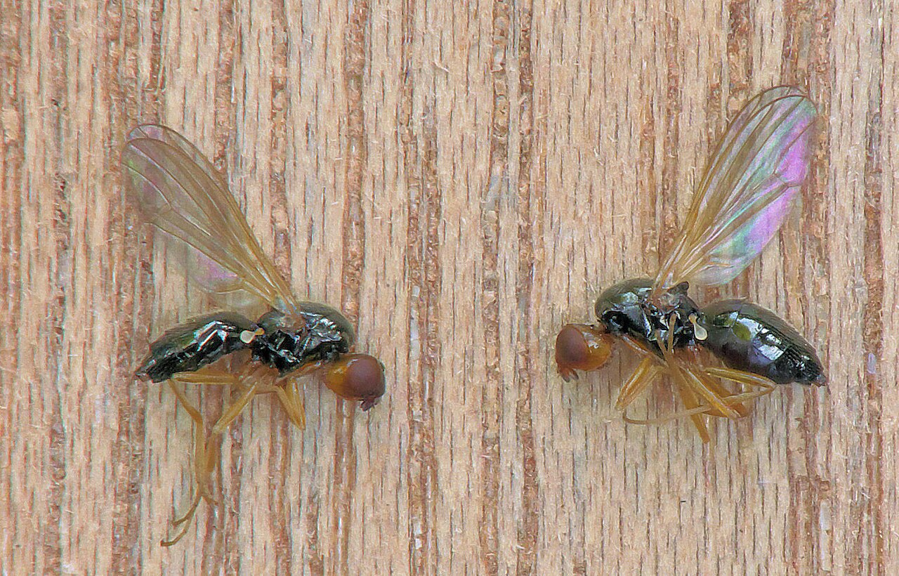 Mouche de la carotte : sauver sa récolte sans insecticide