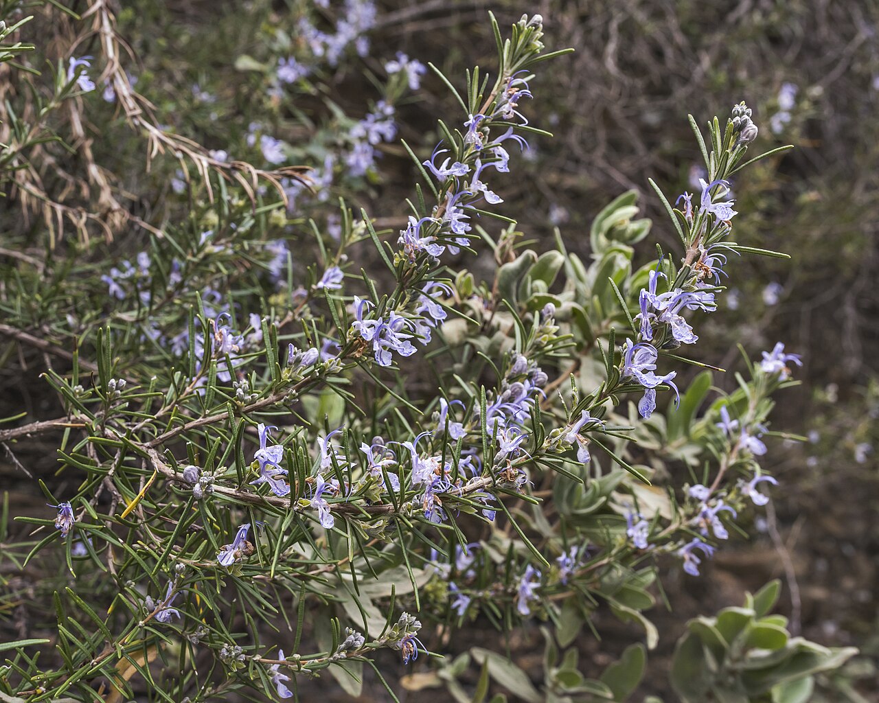 Bouturer les aromatiques : romarin, thym et sauge