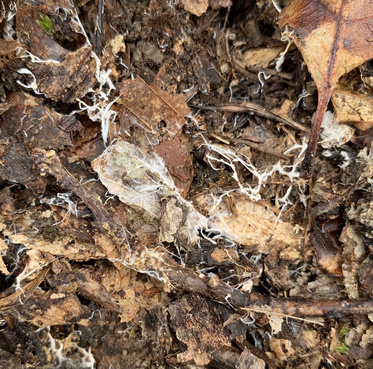 Mycorhizes au potager : inoculation utile ou gadget ?