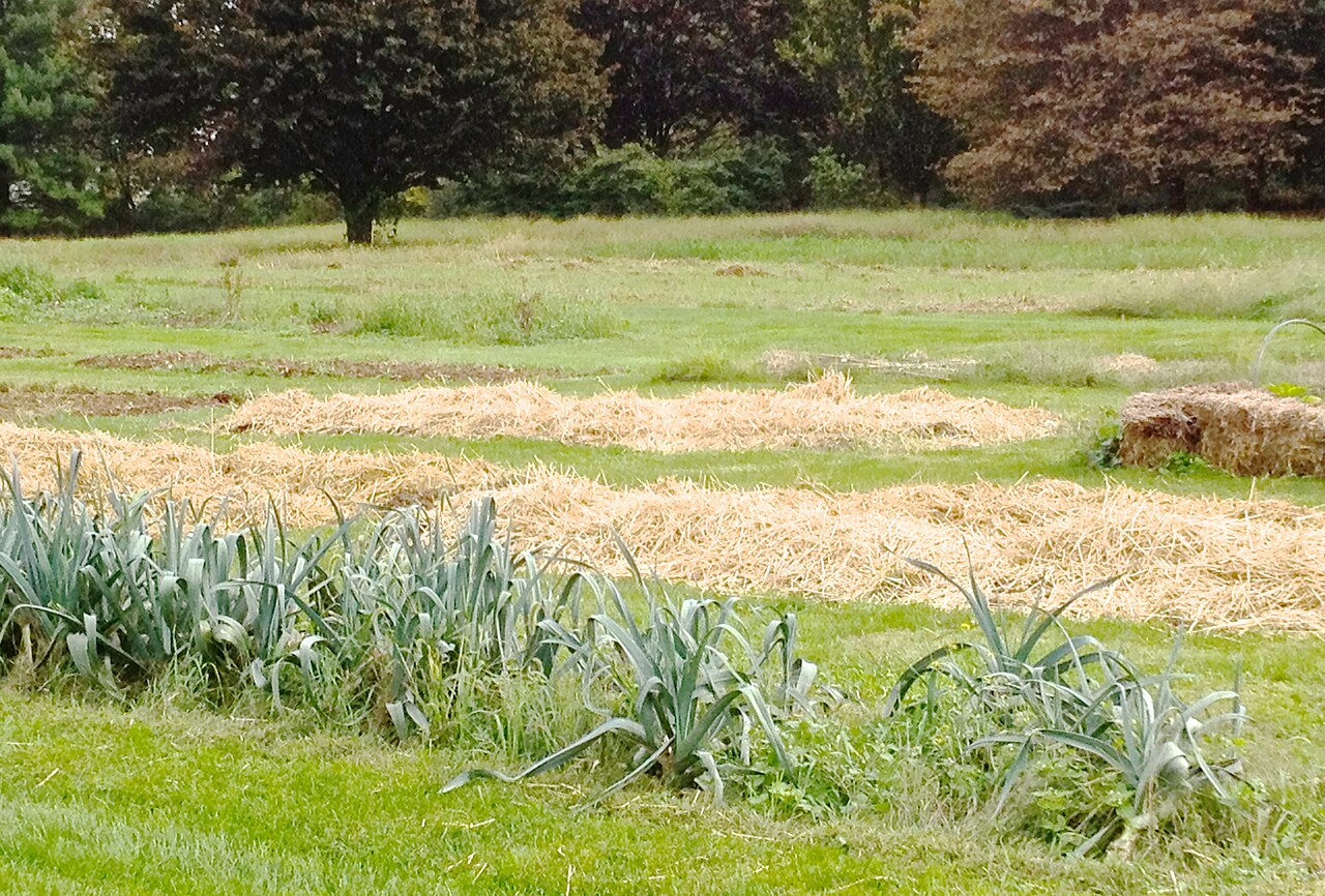 Sol nu au jardin : pourquoi couvrir la terre en permanence
