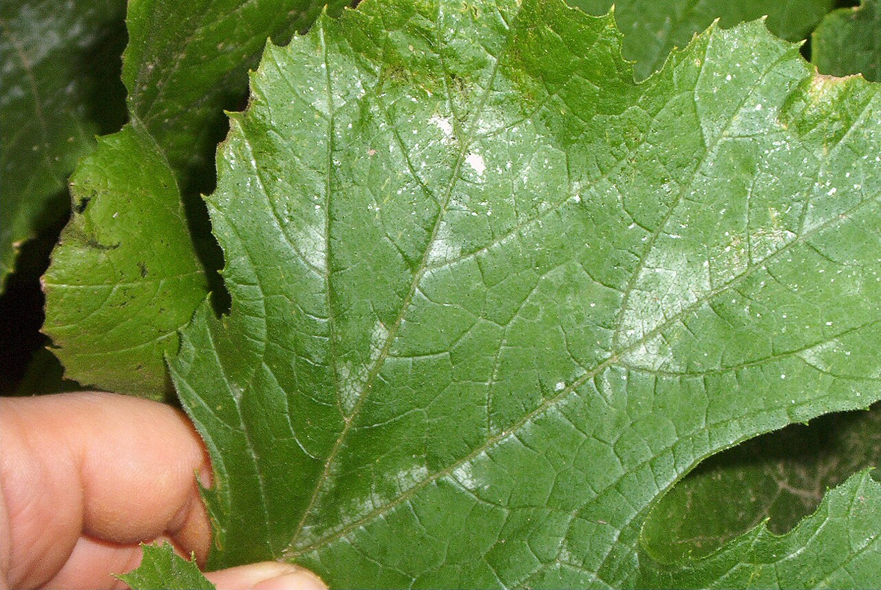 Oïdium courgette : reconnaître, traiter et prévenir