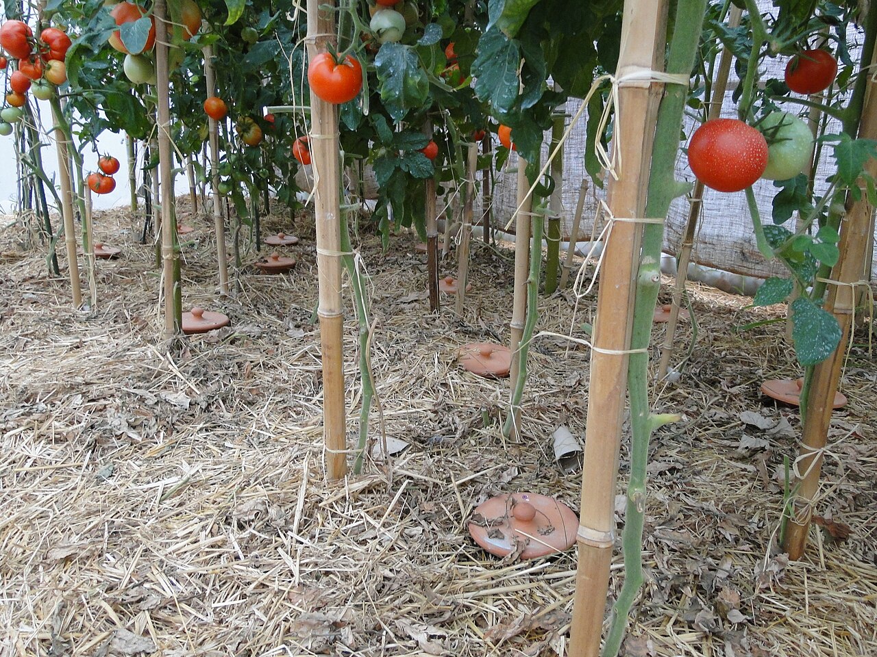 Oyas au potager : l'irrigation enterrée qui économise l'eau