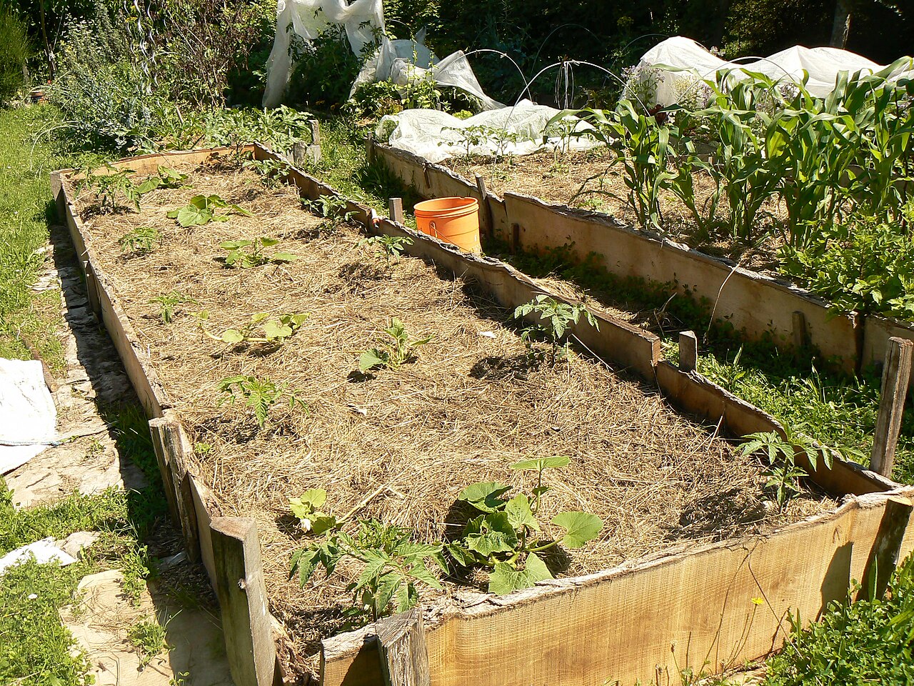 Paillage carton au potager : méthode et pièges à éviter